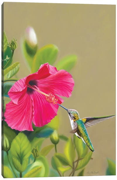 Target Acquired Canvas Art Print - Hummingbird Art