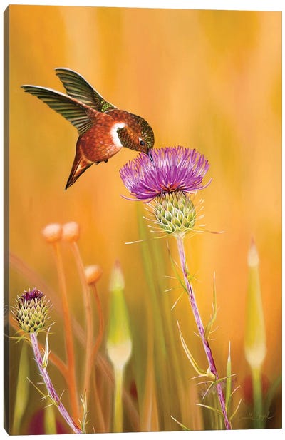 The Sweet Life Canvas Art Print - Hummingbird Art