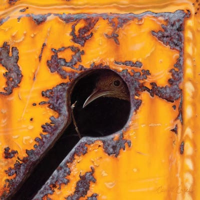 Beak-A-Boo by Camille Engel framed wall art