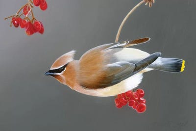 Berry Bandit by Camille Engel framed wall art