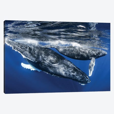 Humpback Whale And Calf, Reunion Island Canvas Print #CEP1} by Cedric Peneau Canvas Art Print