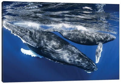 Humpback Whale And Calf, Reunion Island Canvas Art Print