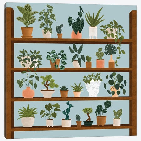 Plant Shelves Canvas Print #CEY58} by Ceyda Alasar Art Print