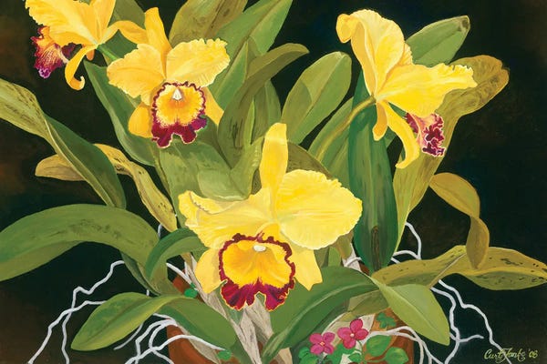 Photorealism: Mom’s Orchids by Curtis Funke