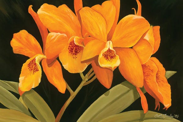 Curtis Funke: Orange Orchids by Curtis Funke