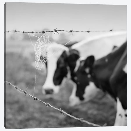 Holstein Cow Canvas Print #CFO4} by Chip Forelli Art Print