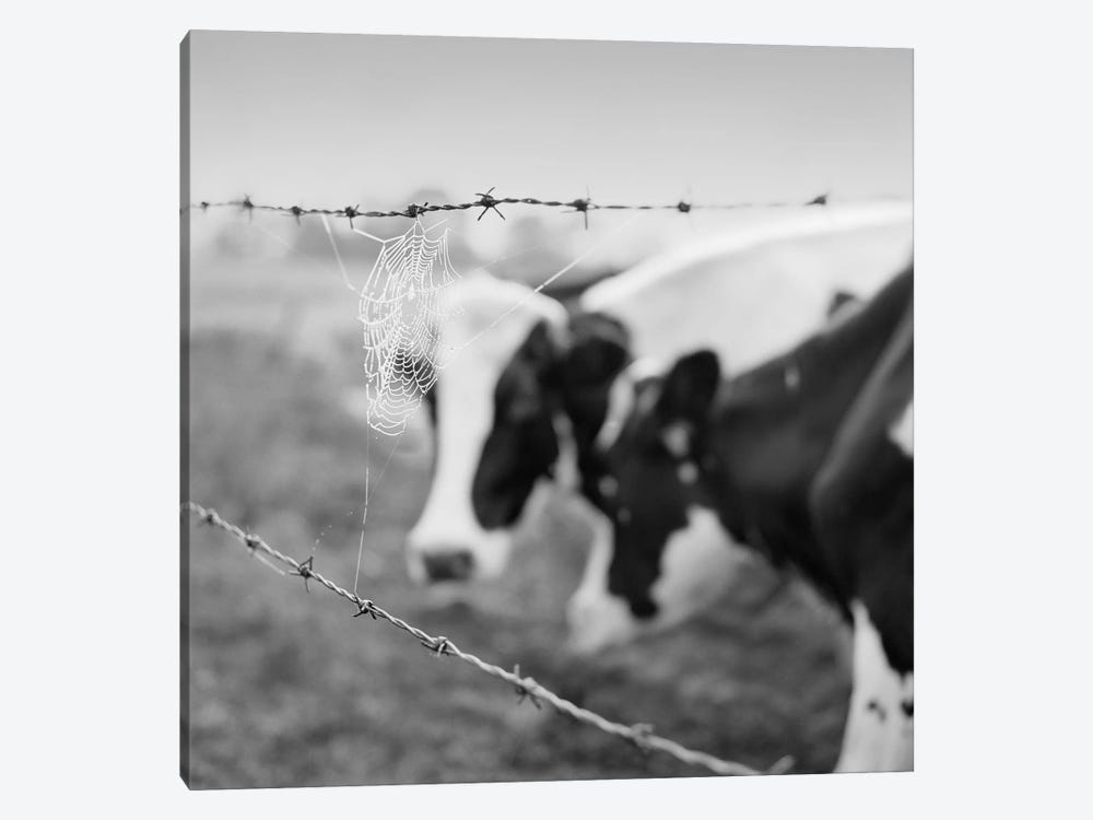 Holstein Cow by Chip Forelli 1-piece Canvas Art
