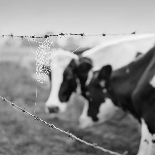Holstein Cow