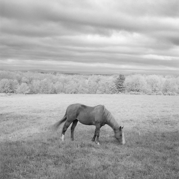 Lone Horse