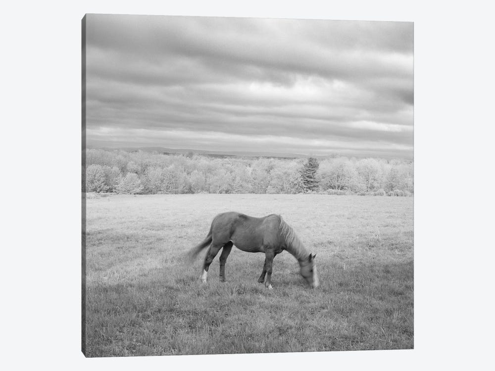 Lone Horse by Chip Forelli 1-piece Canvas Print