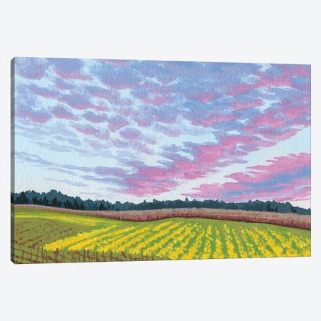 Sunset In Wine Country Canvas Print #CFY36} by Catherine Freshley Canvas Art