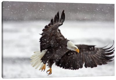 Bald Eagle Soaring In A Snow Storm, Alaska Chilkat Bald Eagle Preserve, Alaska, USA Canvas Art Print - Eagle Art