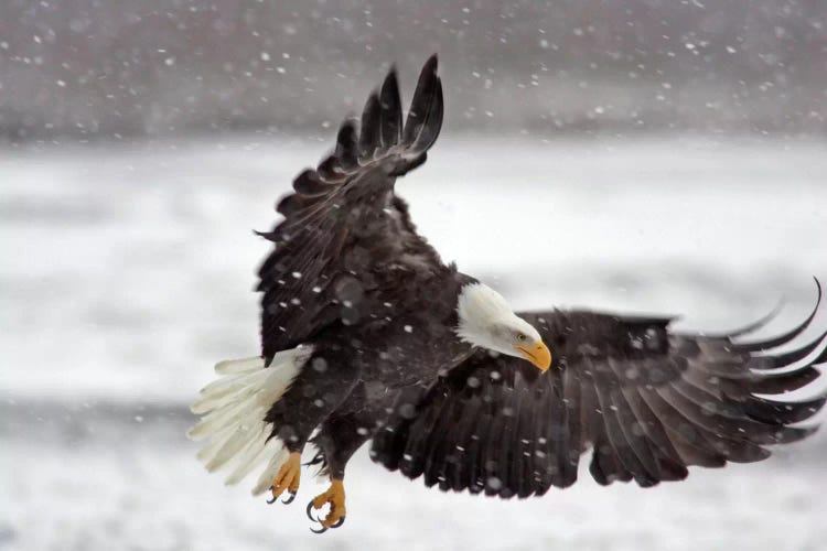 Bald Eagle Soaring In A Snow Storm, Alaska Chilkat Bald Eagle Preserve, Alaska, USA