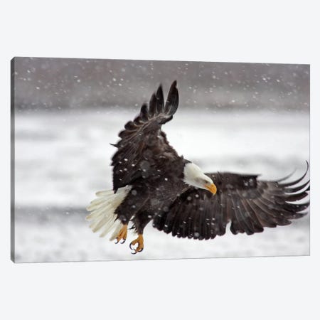 Bald Eagle Soaring In A Snow Storm, Alaska Chilkat Bald Eagle Preserve, Alaska, USA Canvas Print #CGI1} by Cathy & Gordon Illg Canvas Art Print