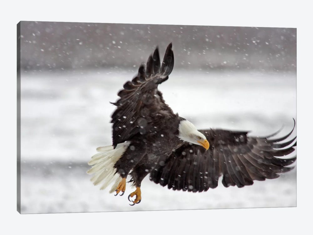 Bald Eagle Soaring In A Snow Storm, Alaska Chilkat Bald Eagle Preserve, Alaska, USA by Cathy & Gordon Illg 1-piece Canvas Art