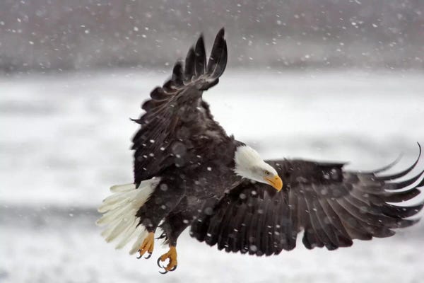 Animal Rights: Bald Eagle Soaring In A Snow Storm, Alaska Chilkat Bald Eagle Preserve, Alaska, USA by Cathy & Gordon Illg