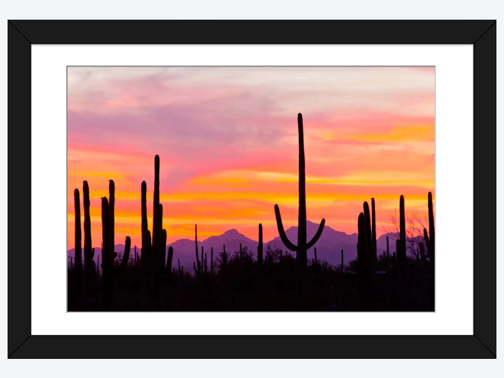 saguaro cactus sunset