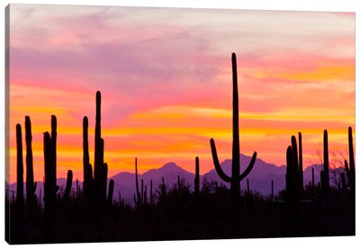 Saguaro Cacti At Sunset I, Saguaro National Park, Sonoran Desert, Arizona, USA Canvas Art Print - Sunrise & Sunset Art