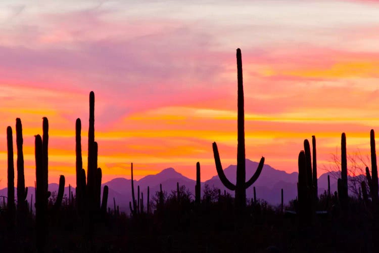 Saguaro Cacti At Sunset I, Saguaro National Park, Sonoran Desert, Arizona, USA