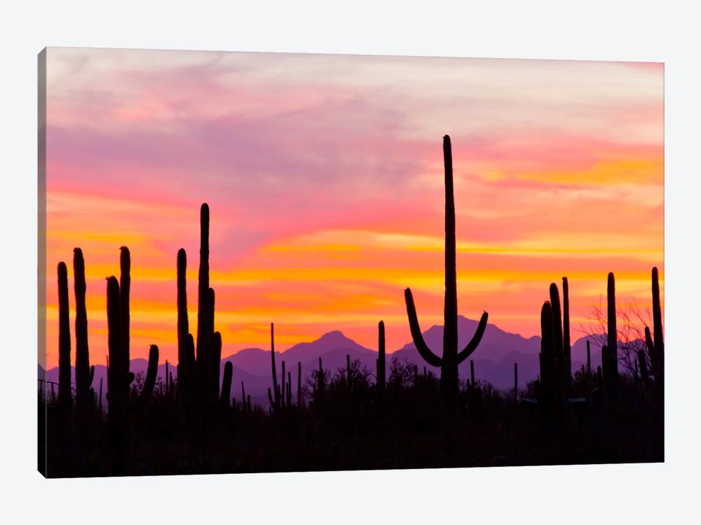 Saguaro Cacti At Sunset I, Saguaro National Park, Sonoran Desert, Arizona, USA by Cathy & Gordon Illg 1-piece Canvas Art Print