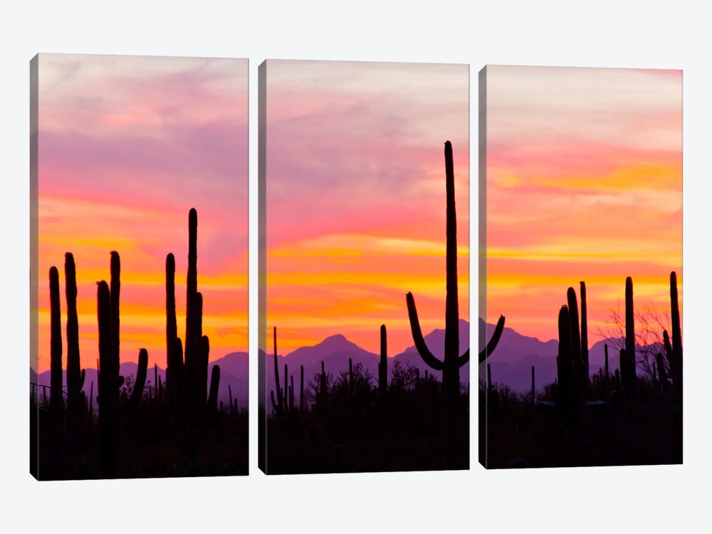 Saguaro Cacti At Sunset I, Saguaro National Park, Sonoran Desert, Arizona, USA by Cathy & Gordon Illg 3-piece Canvas Art Print