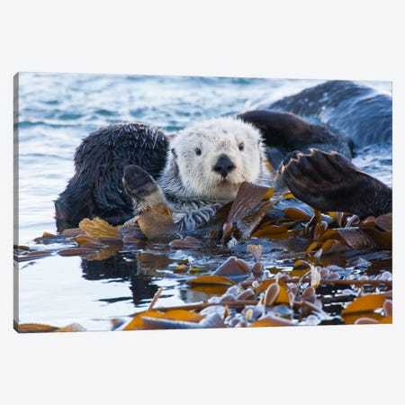Kelp-Covered Sea Otter, San Luis Obispo County, California, USA Canvas Print #CGI3} by Cathy & Gordon Illg Canvas Art Print