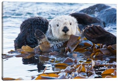 Kelp-Covered Sea Otter, San Luis Obispo County, California, USA Canvas Art Print