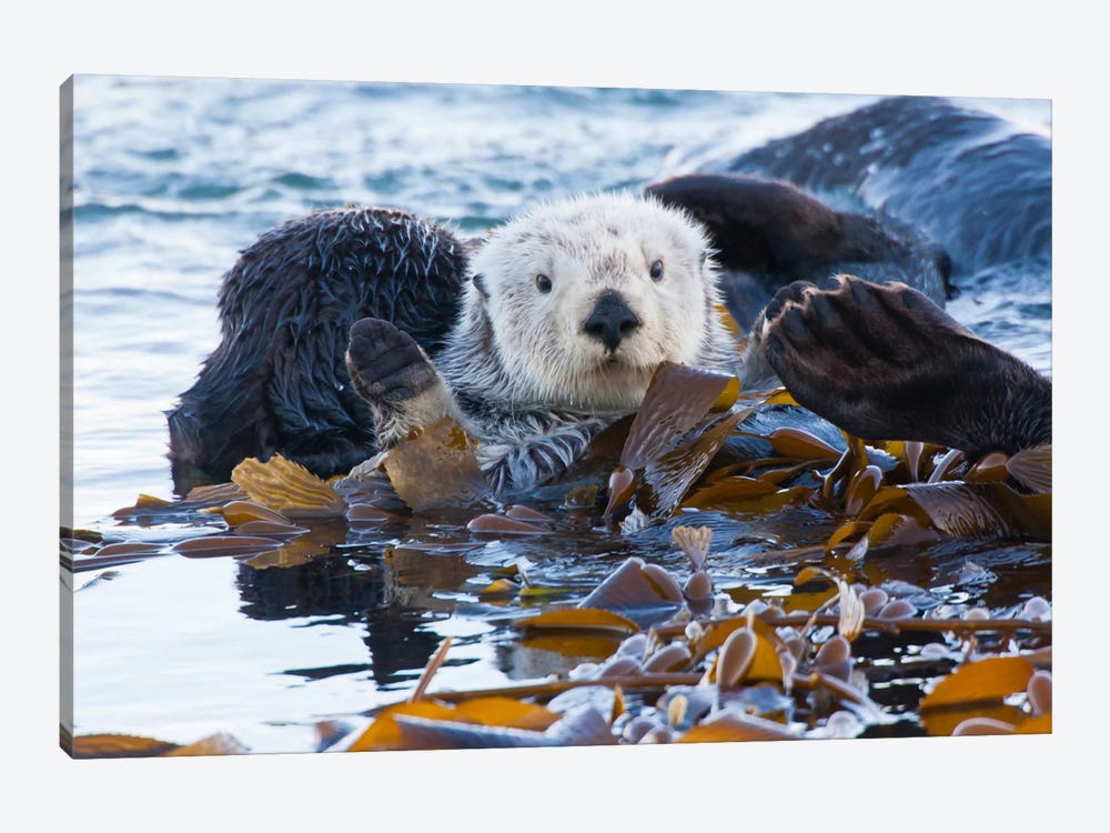 Kelp-Covered Sea Otter, San Luis Obispo County, California, USA 1-piece Canvas Wall Art