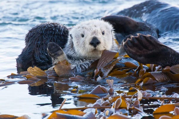 Otters: Kelp-Covered Sea Otter, San Luis Obispo County, California, USA by Cathy & Gordon Illg