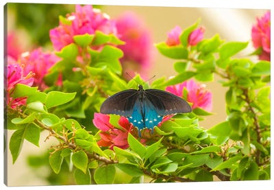 Open-Winged Pipevine Swallowtail, Hidalgo County, Texas, USA Canvas Art Print - Danita Delimont Photography