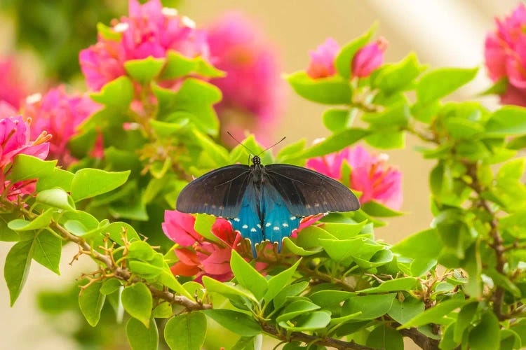 Open-Winged Pipevine Swallowtail, Hidalgo County, Texas, USA