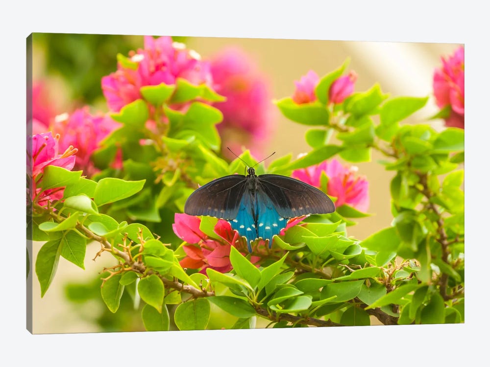 Open-Winged Pipevine Swallowtail, Hidalgo County, Texas, USA by Cathy & Gordon Illg 1-piece Art Print