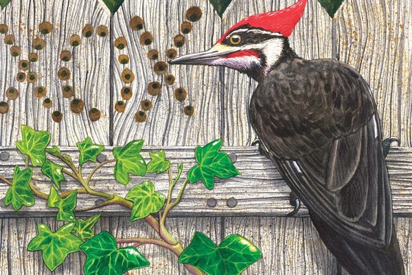 Ivies: Tell Me Why? by Catherine G McElroy