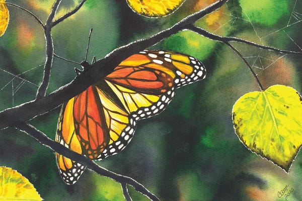 Monarch Butterflies: Glow by Catherine G McElroy