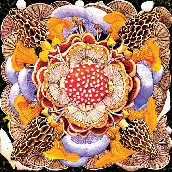 Mushrooms: Mushroom Mandala by Catherine G McElroy