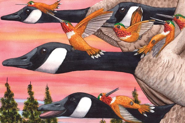 Hummingbirds: Bumming A Ride by Catherine G McElroy