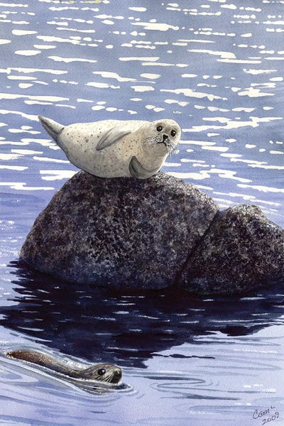 Seals & Sea Lions: Show Off by Catherine G McElroy
