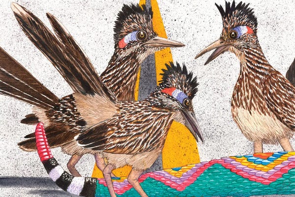 Snakes: Coontail by Catherine G McElroy