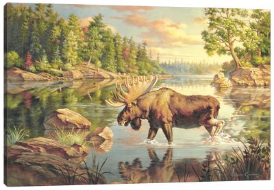 King Of The North Canvas Art Print - Moose Art