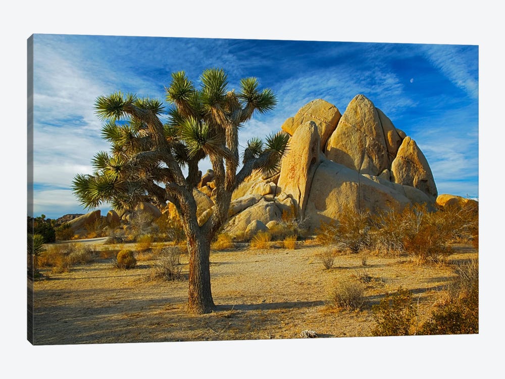 Joshua Tree & Inselberg, Joshua Tree National Park, California, USA by Charles Gurche 1-piece Canvas Artwork