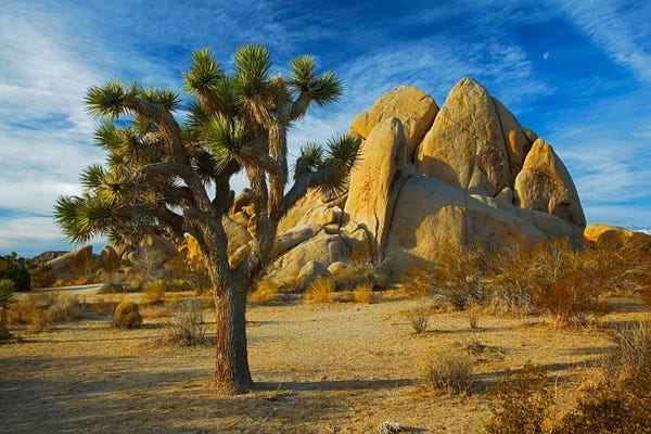 Charles Gurche: Joshua Tree & Inselberg, Joshua Tree National Park, California, USA by Charles Gurche