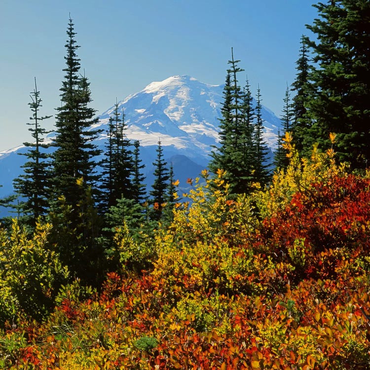 Mount Rainier With An Autumn Landscape In The Foreground, Mount Rainier National Park, Washington, USA