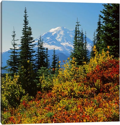 Mount Rainier With An Autumn Landscape In The Foreground, Mount Rainier National Park, Washington, USA Canvas Art Print - Cascade Range Art