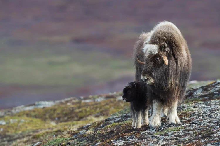 Muskox with newborn calf by Ken Archer wall art
