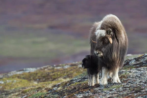 Ken Archer: Muskox with newborn calf by Ken Archer