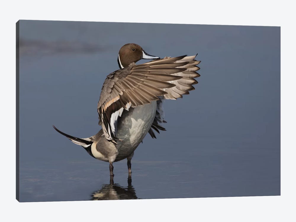 Northern Pintail Drake drying wings by Ken Archer 1-piece Canvas Print