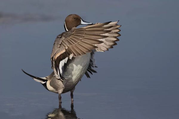 Ken Archer: Northern Pintail Drake drying wings by Ken Archer