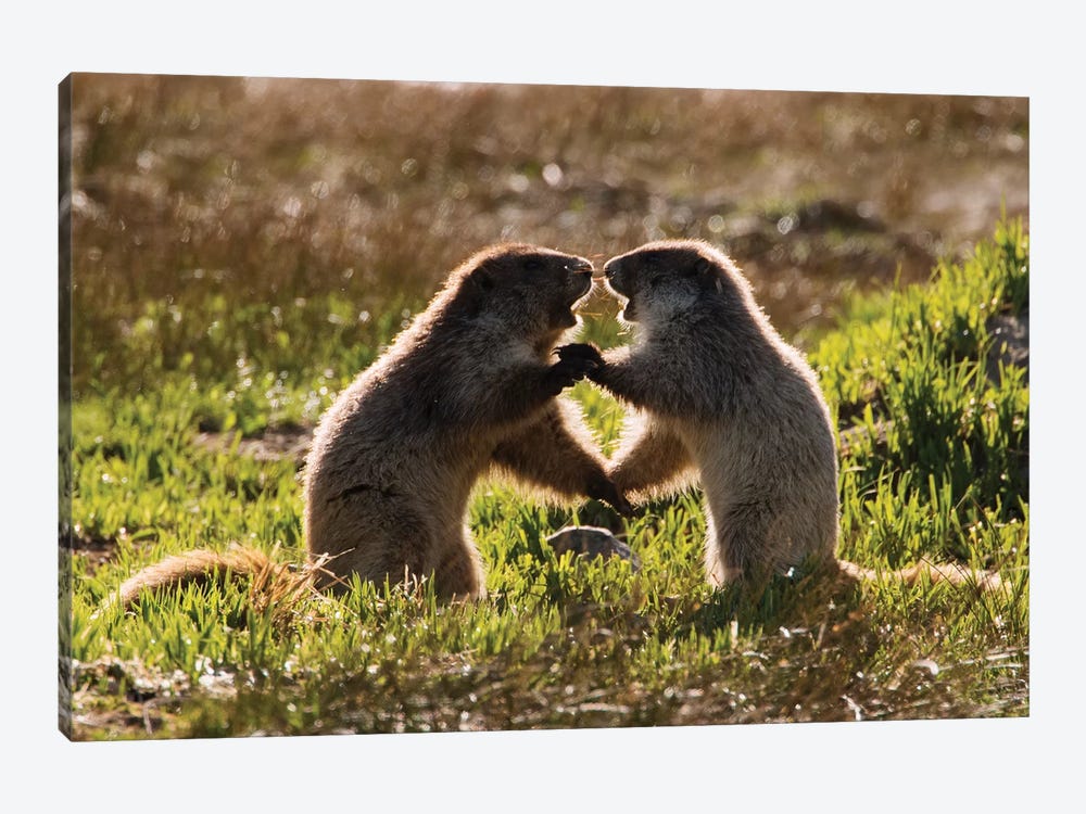Olympic Marmots youngsters playing by Ken Archer 1-piece Art Print