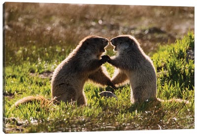 Olympic Marmots youngsters playing Canvas Art Print