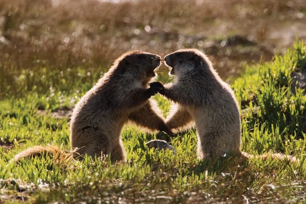 Ken Archer: Olympic Marmots youngsters playing by Ken Archer